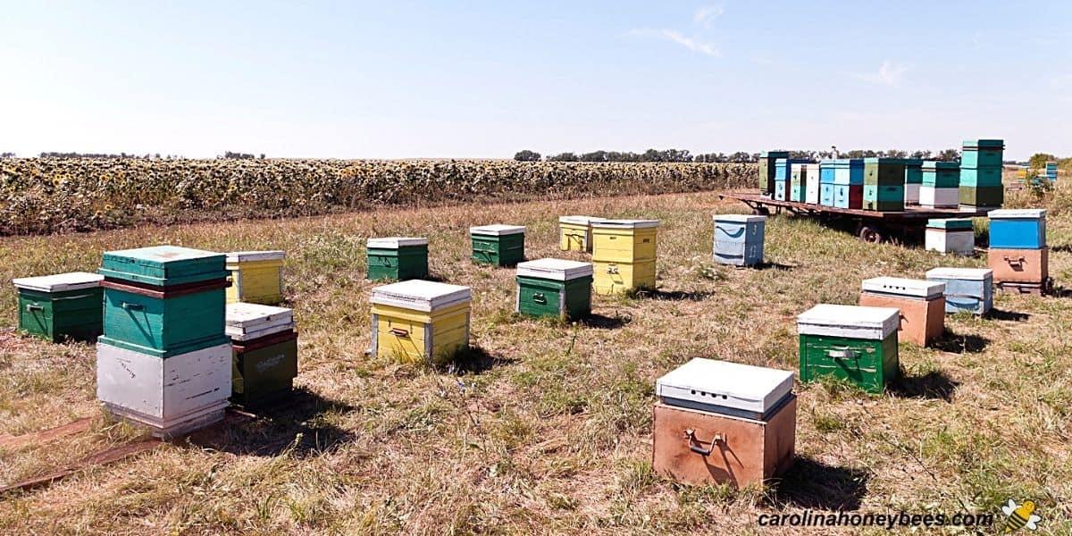 Beekeeping / Apiary unit