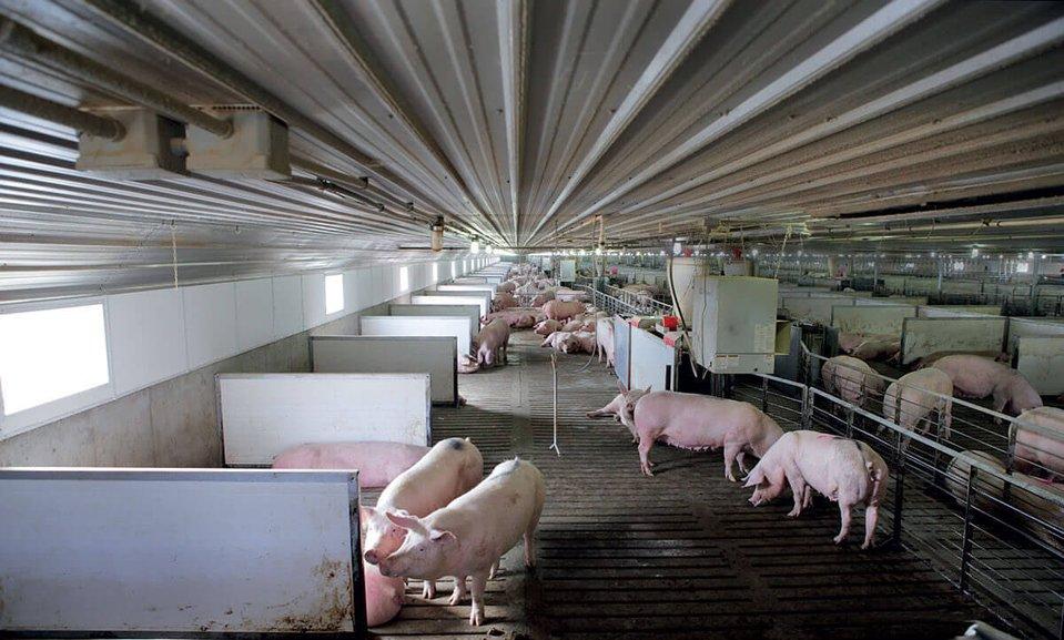 Piggery Unit unit